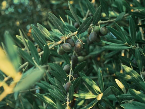 uprawa oliwek